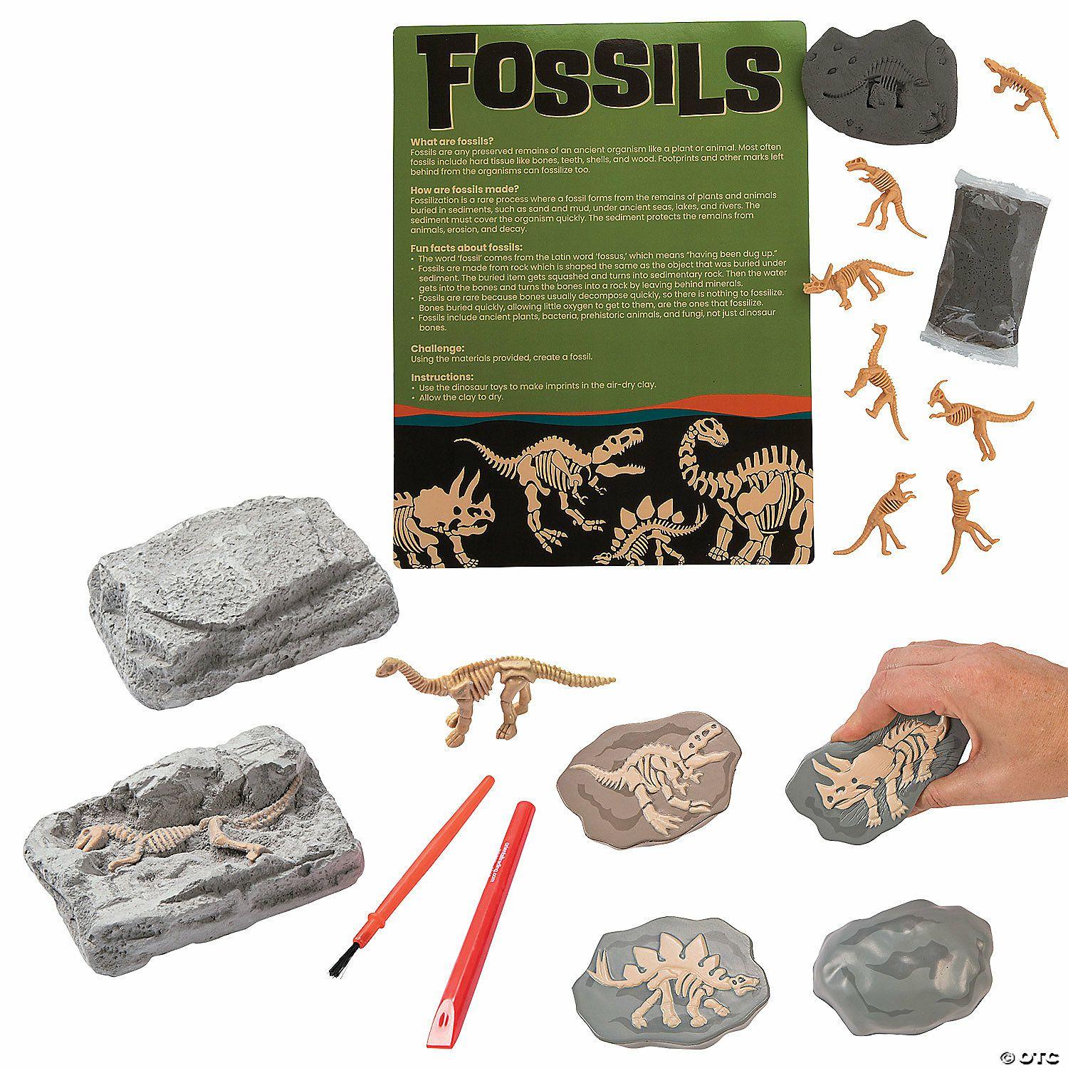 Curriculum Kits | Fossil Kit for 12