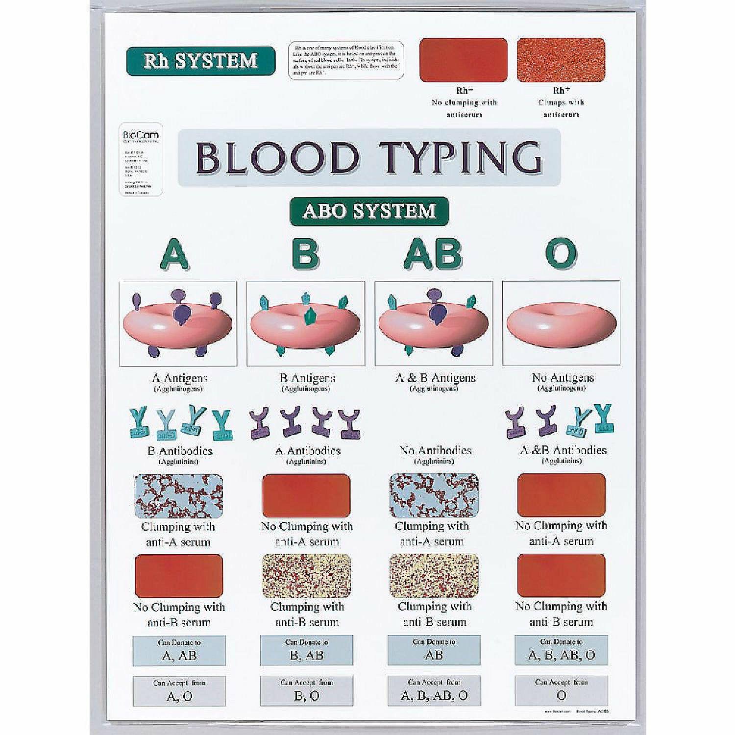 Pocket Charts | Carolina Biological Supply Company Blood Typing Chart