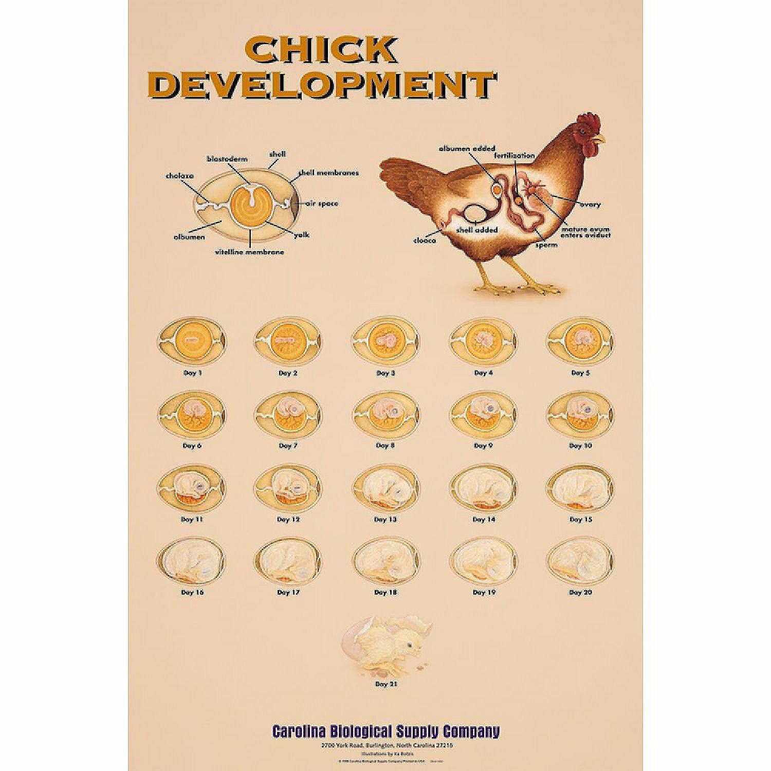 Pocket Charts | Carolina Biological Supply Company Chick Development Chart