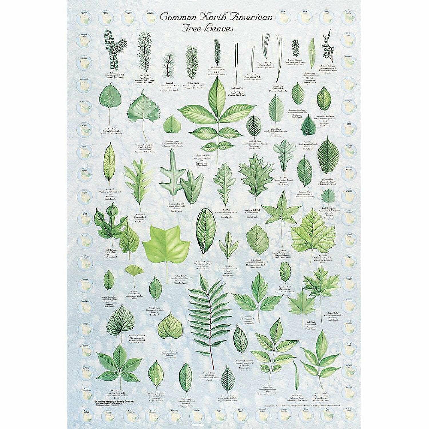 Pocket Charts | Carolina Biological Supply Company Leaf Identification Chart