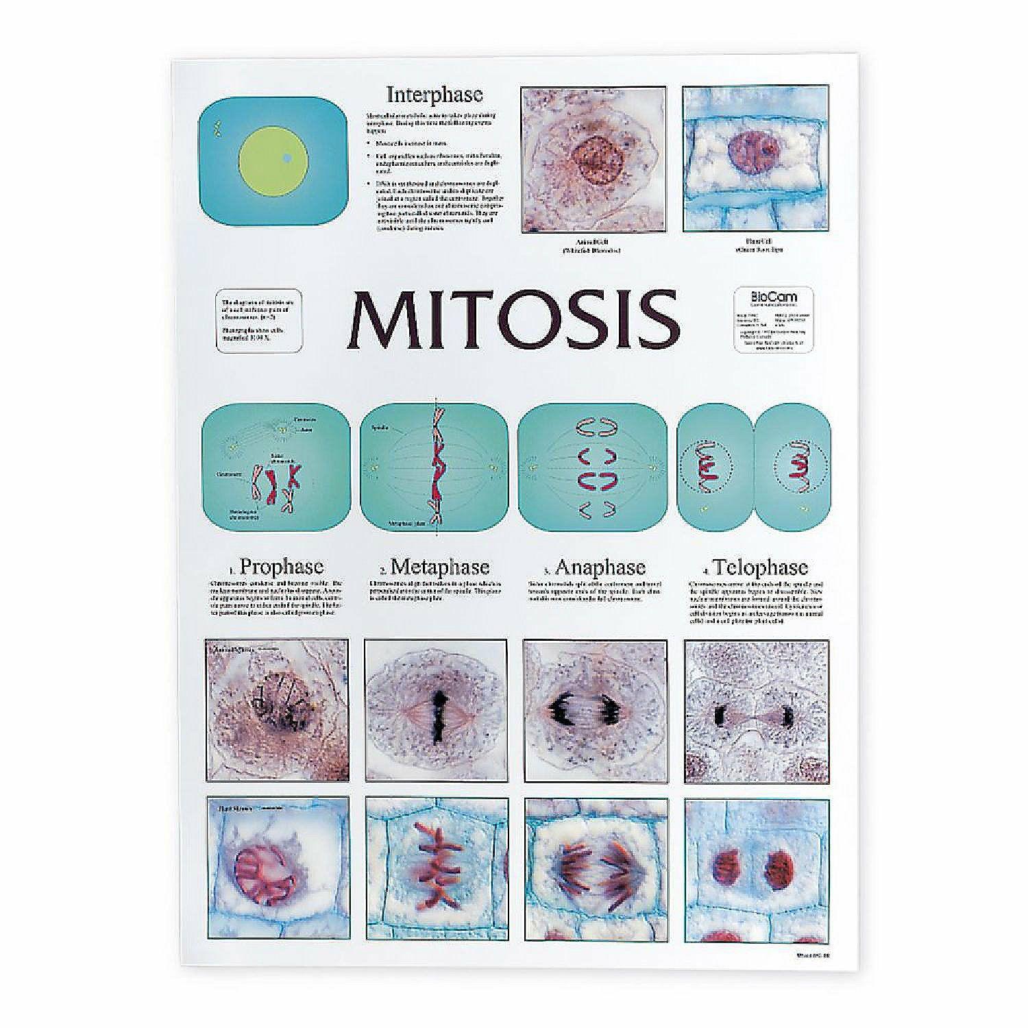 Pocket Charts | Carolina Biological Supply Company Mitosis Cell Division Chart