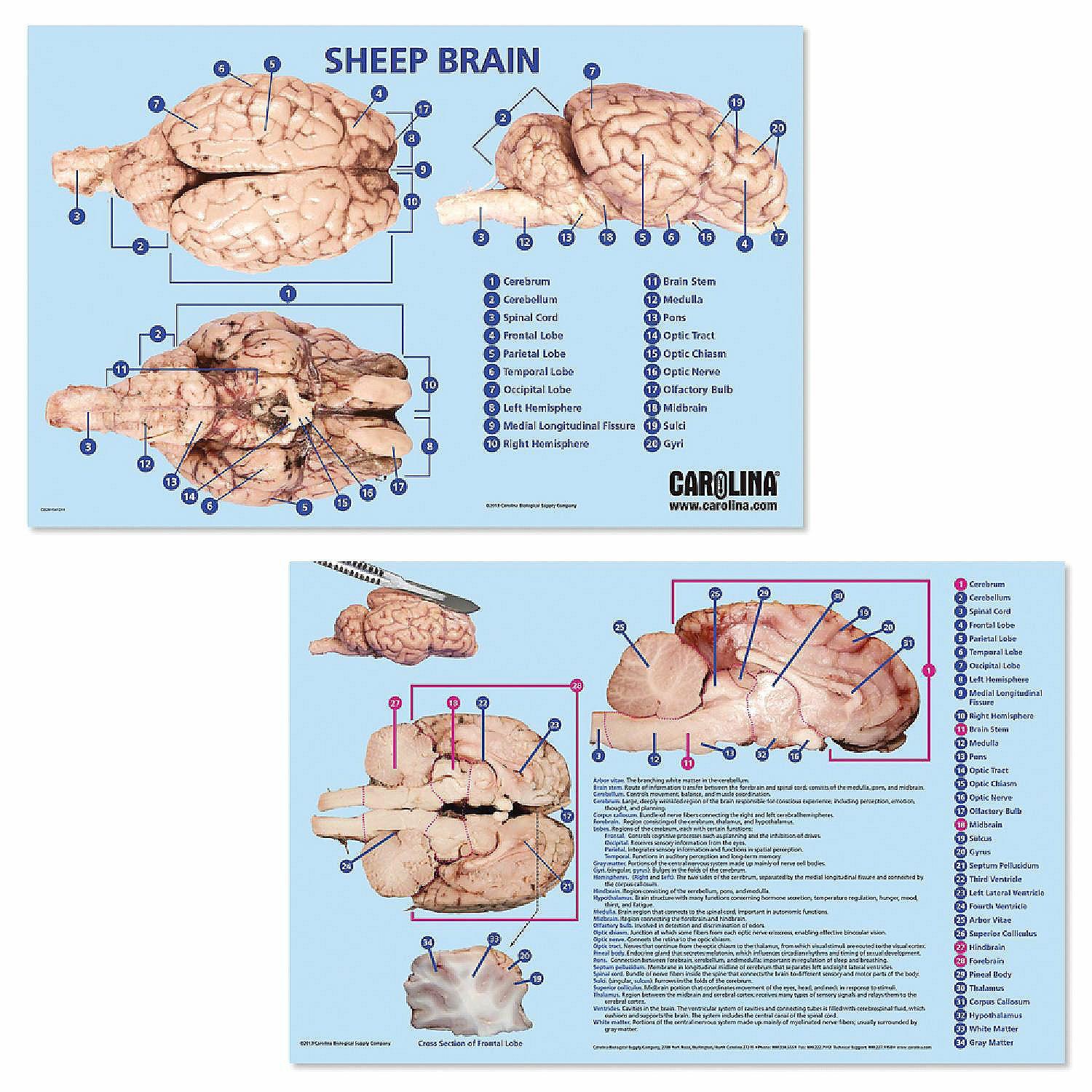 Pocket Charts | Carolina   Brain Dissection Mat