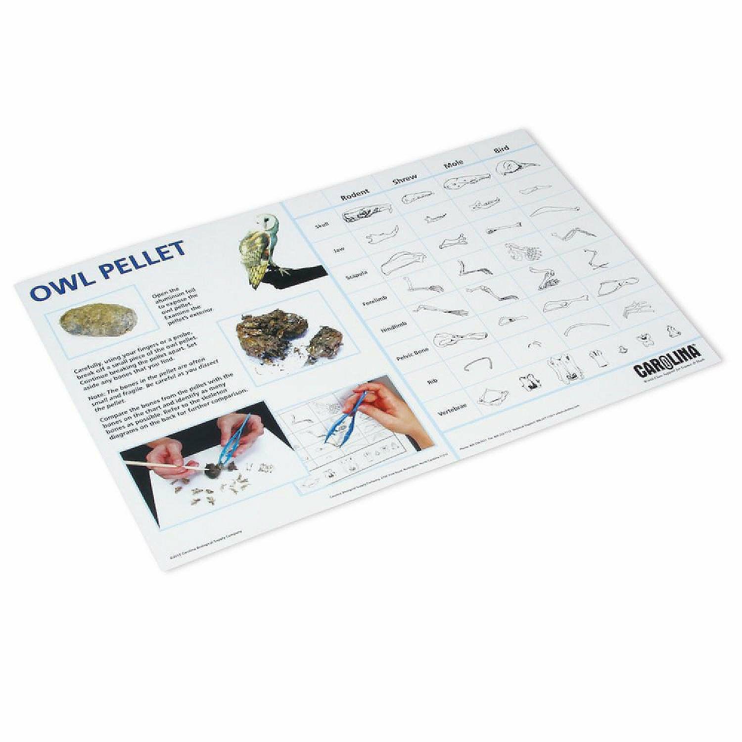 Pocket Charts | Carolina   Owl Pellet Dissection Mat