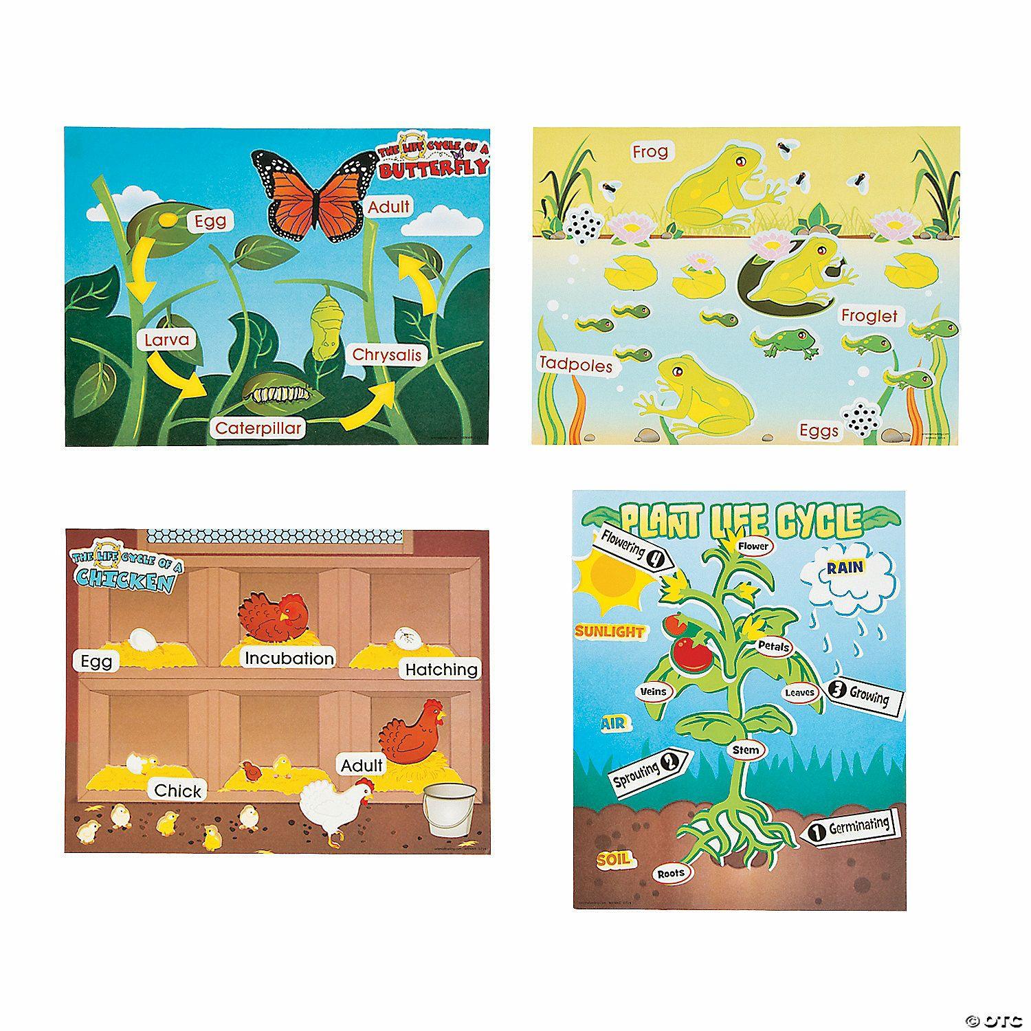 Science | 11″ x 8 1 2″ Life Cycle Paper Sticker Scene Assortment – 12 Pc.